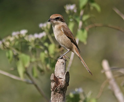 Brown Shrike (Lamius cristatus)