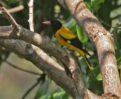 Black-hooded Oriole (Oriolus xanthornus)