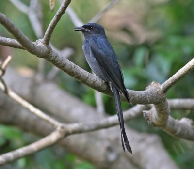 Ashy Drongo (Dicurus leucophaeus)