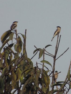 Bar-winged Flycatcher-shrike (Hemipus picatus)