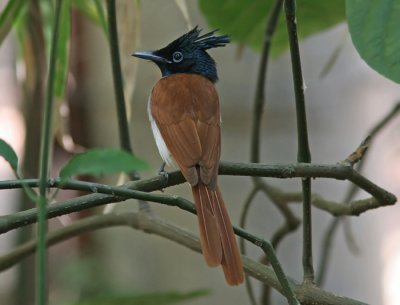 Asian paradise-flycatcher (Terpsiphone paradisi)