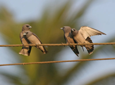 Ashy Woodswallow (Artamus fuscus)