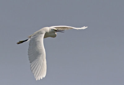 Little Egret (Egretta garzetta)