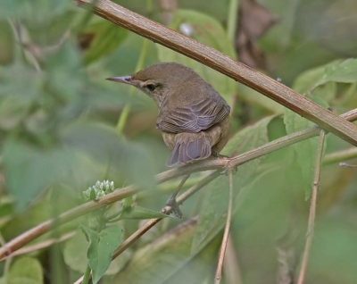 Blyth's Reed Warbler (Busksngare)