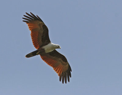 Brahminy Kite (Haliastur indus)