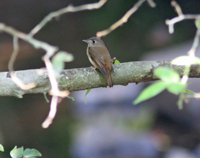 Brown-creasted Flycatcher (Muscicapa muttui)