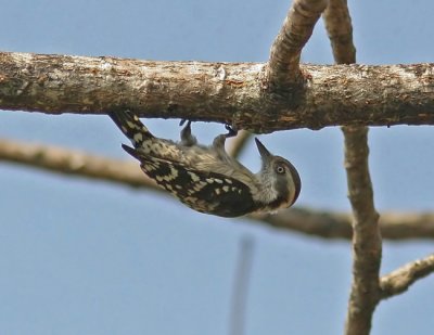 Brown-capped Pygmy Woodpecker (Dendrocopos nanus)