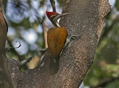 Greater Flameback (Chrysocolaptes lucidus)