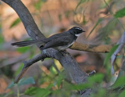 White-throated Fantail (Rhipidura albicollis)