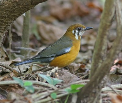 Orange-headed Thrush (Zoothera citrina)