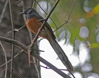 White-rumped Shama (Copsychus malabaricus)