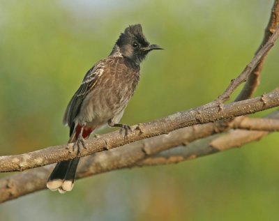 Red-vented Bulbul (Pynonotus cafer)