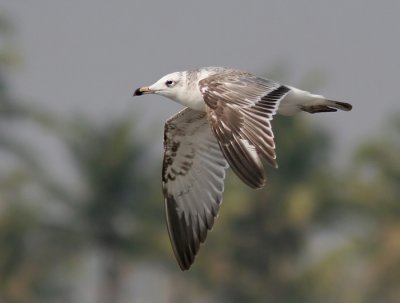 PallasGull (Larus ichthyaetus)