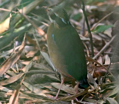 Indian Pitta (Pitta brachyura)