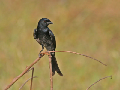 Black Drongo (Dicrurus macrocerus)