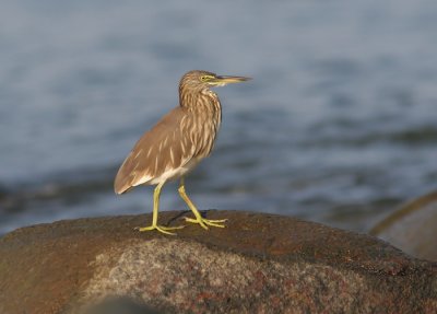 Indian Pond Heron (Ardeola grayii)