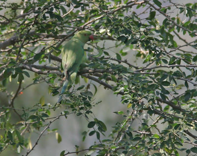 Rose-ringed Parakeet (Psittacula krameri)