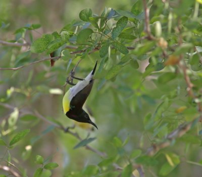 Prple-rumped Sunbird (Nectarinia zeylonica)