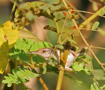 Common Tailorbird (Orthotomus sutoris)