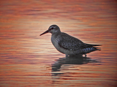 Red Knot (Calidris canutus)