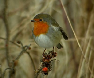 European Robin (Erithacus rubecula), Rdhake