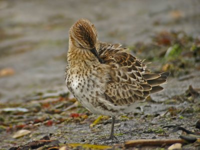 Dunlin (Calidris alpina)