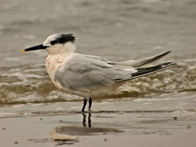 Sandwich Tern (Sterna sandvicensis)