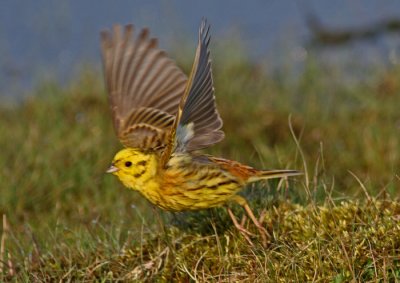 YellowhammeYellowhammer (Emberiza citrinella), Gulsparvr (Emberiza citrinella)