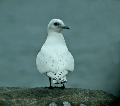 Ivory Gull (Pagophila eburnea), Ismås, Lerkil 2004