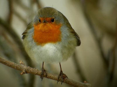 European Robin (Erithacus rubecula), Rdhake