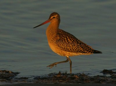 Bar-tailed Godwit (Limosa lapponica), Myrspov