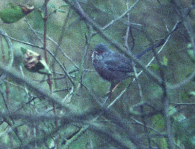 Dartford Warbler (Sylvia undata), Provencesångare, Vombs fure 1994