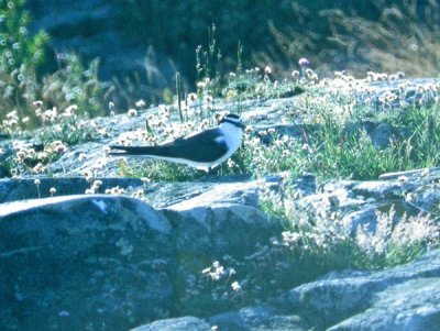 Bridled Tern (Sterna anaethetus), Tygeltrna, Sskr 1999