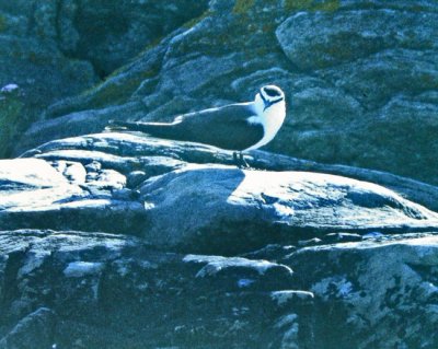 Bridled Tern (Sterna anaethetus)