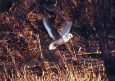 Ross's Gull (Rhodostethia rosea), Mollön 1993