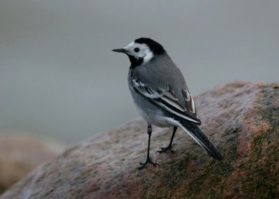 White Wagtail (Motacilla alba), Sdesrla