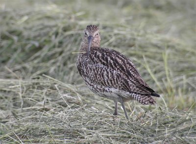 Eurasian Curlew (Numenius arquata), Storspov