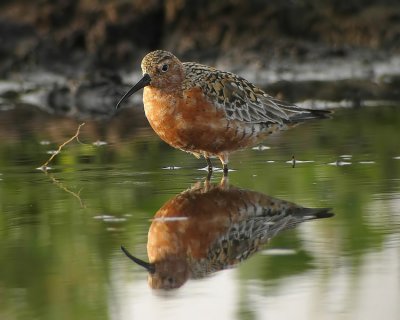 Curlew Sandpiper (Calidris ferruginea), Spovsnppa