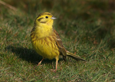 Yellowhammer (Emberiza citrinella), Gulsparv