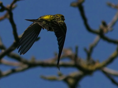 European Serin (Serinus serinus)