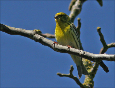 European Serin (Serinus serinus)