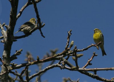 European Serin (Serinus serinus)