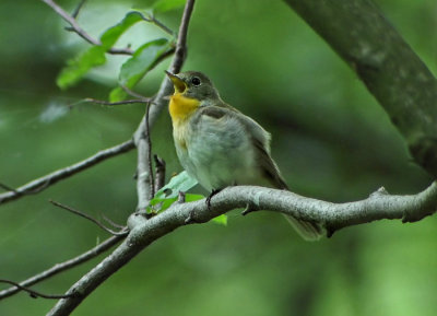 Red-breasted Flycatcher (Ficedula parva)