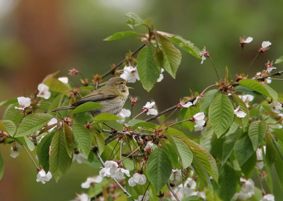 Iberian Chiffchaff (Phylloscopus ibericus), Busr 2005