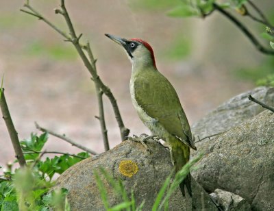 European Green Woodpecker (Grngling)