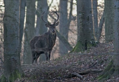 Kronhjort (Cervus elaphus)