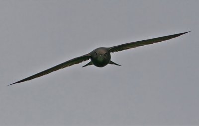 Common Swift (Apus apus), Tornseglare