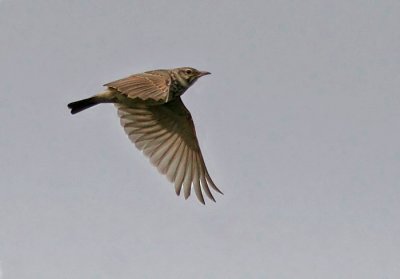 Crested Lark (Galerida cristata), Tofslrka