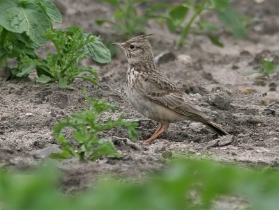 Crested Lark (Galerida cristata), Tofslrka