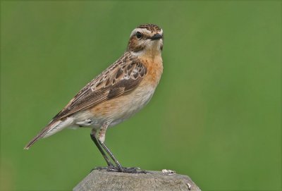 Whinchat (Saxicola rubetra), Buskskvtta